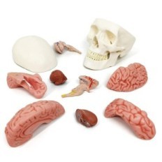 Model of human skull and brain 11 Anatomical parts Educational Replica for medicine science