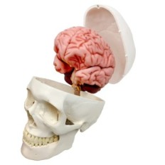 Modelo de cráneo humano y cerebro 11 Piezas anatómicas Replica educativa para la ciencia de la medicina