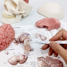 Cilvēka galvaskausa modelis un smadzenes 11 Anatomiskās daļas Izglītības kopija medicīnas zinātnei