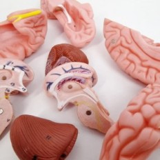 Modello di cranio umano e cervello 11 parti anatomiche replica educativa per la scienza della medicina