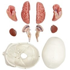 Modello di cranio umano e cervello 11 parti anatomiche replica educativa per la scienza della medicina