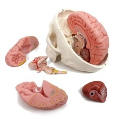 Modelo de cráneo humano y cerebro 11 Piezas anatómicas Replica educativa para la ciencia de la medicina