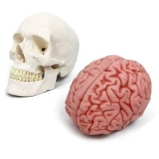 Modelo de cráneo humano y cerebro 11 Piezas anatómicas Replica educativa para la ciencia de la medicina