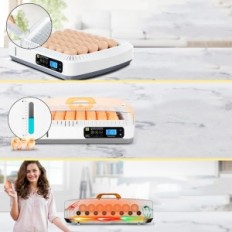 Automatische incubatorchikers, 50 eieren, tentoonstelling