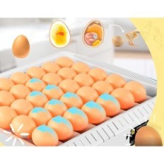 Automatinis inkubatorių kikermai, 50 kiaušinių, parodos