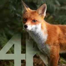 Solar Cyca Cyeomur, 4k, WiFi, Bluetooth, 32 GB, IP66, verwendet