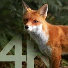 Solar Cyyya Cyeomur, 4K, WiFi, Bluetooth, 32 GB, IP66, uporabljen