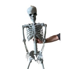 Didelis skeletas 180 cm žmogaus, tikslios informacijos anatominis modelis