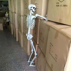 Big Skeleton 180 cm Anatomisches Modell eines menschlichen, genauen Details