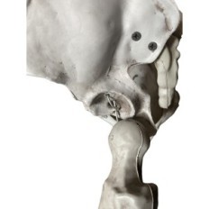 Didelis skeletas 180 cm žmogaus, tikslios informacijos anatominis modelis