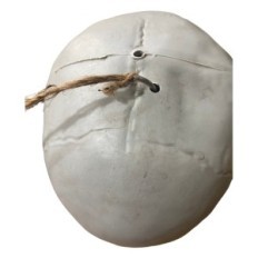 Stor skelett 180 cm anatomisk modell av en människa, exakta detaljer