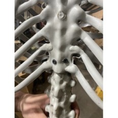 Stor skelet 180 cm Anatomisk model af en menneskelig, præcise detaljer