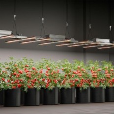 LED svetilka za Bloom Plus rastline, 3x3 metrov, 300W, uporabljena
