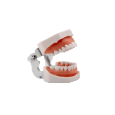 Modèle dentaire de la mâchoire de ReSTEQ humain avec des dents amovibles, 28 dents