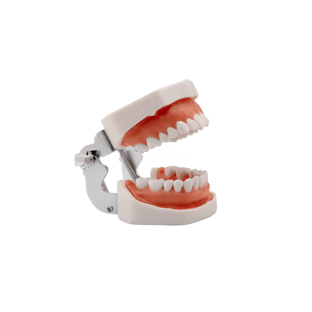 Dentalmodell av den mänskliga Resteq käften med avtagbara tänder, 28 tänder