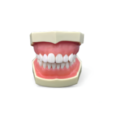 Dental-Modell des menschlichen Resteq-Backens mit abnehmbaren Zähnen, 28 Zähnen