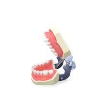 Modello dentale della mascella del restaq umano con denti rimovibili, 28 denti