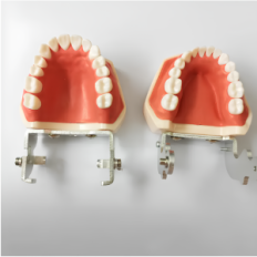 Dental model of the human RESTEQ jaw with removable teeth, 28 teeth