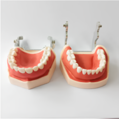 Modello dentale della mascella del restaq umano con denti rimovibili, 28 denti