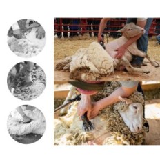 Cesoie elettriche professionali per pastore e animali 690w