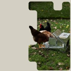 Automatisk SuperHandy Feeder til KUR, 9 kg, til 6-12 fugle, udstilling