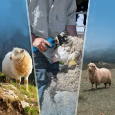 Gebruikte CGOLDENWALL CGP-550 Machine voor Goat Sheep Alpac