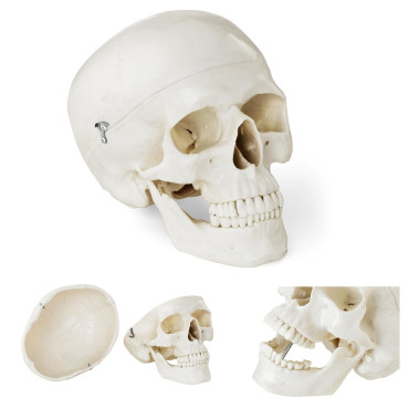Model anatomiczny ludzkiej...