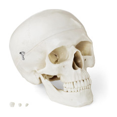Anatomisch model van de menselijke schedel op een 1: 1 schaal + tanden 3 stks.