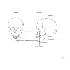 Anatomisch model van de menselijke schedel op een 1: 1 schaal + tanden 3 stks.