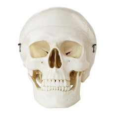 Anatomisch model van de menselijke schedel op een 1: 1 schaal + tanden 3 stks.