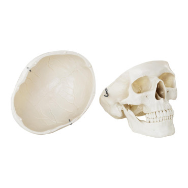 Anatomiskais modelis cilvēka galvaskausa uz 1: 1 skalas + zobi 3 gab.