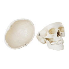 Anatomisch model van de menselijke schedel op een 1: 1 schaal + tanden 3 stks.