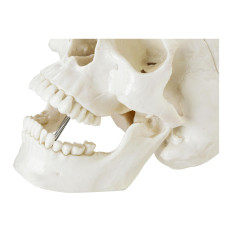 Anatomisch model van de menselijke schedel op een 1: 1 schaal + tanden 3 stks.