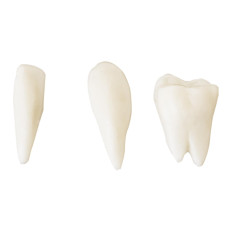 Anatomisch model van de menselijke schedel op een 1: 1 schaal + tanden 3 stks.