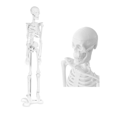 Anatomický model ľudského kostry 47 cm