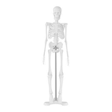 Anatomiskais modelis cilvēka skelets 47 cm