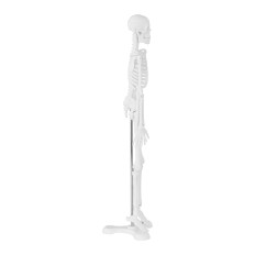 Anatomical model of human skeleton 47 cm