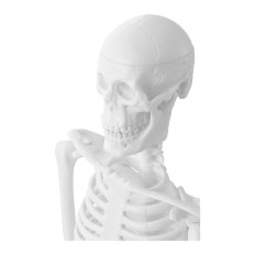 Anatomical model of human skeleton 47 cm