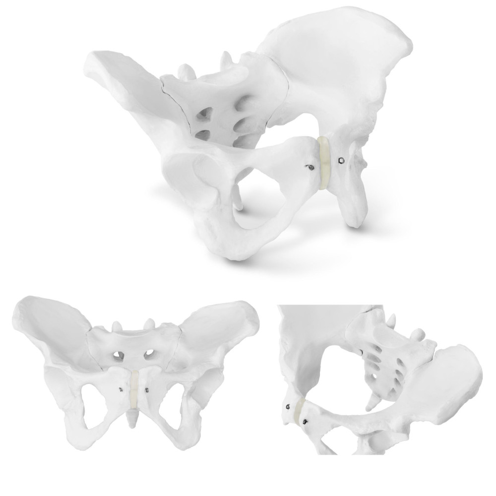 Anatomiskais modelis iegurņa vīrieša sievietēm ar atzīmi no 1: 1