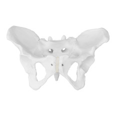 Anatomisch model van een bekkenmensvrouwen op een schaal van 1: 1
