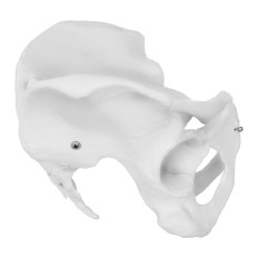 Anatomisch model van een bekkenmensvrouwen op een schaal van 1: 1