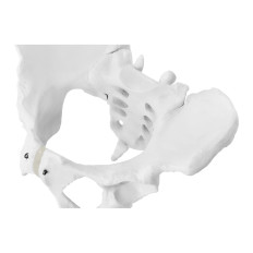 Anatomisch model van een bekkenmensvrouwen op een schaal van 1: 1