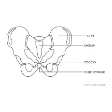Anatomisch model van een bekkenmensvrouwen op een schaal van 1: 1