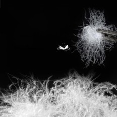 Poletna odeja apsmile 240x260cm Puch Geer Egiptovska bombažna za 2 osebi