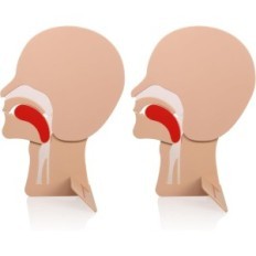 Modelo respiratório 2 PCs. Módulo principal para exercício rko xft-e0002