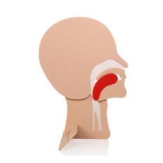 Respiratory Model 2 stk. Hovedmodul til motion rKo XFT-E0002