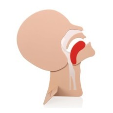 Respiratory model 2 pcs. Head module for exercise RKO XFT-E0002