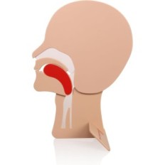 Modelo respiratório 2 PCs. Módulo principal para exercício rko xft-e0002