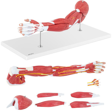 Anatomiskais modelis 3D svira skalā 1: 1