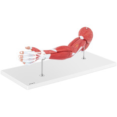 Anatominė modelio 3D ranka skalėje 1: 1